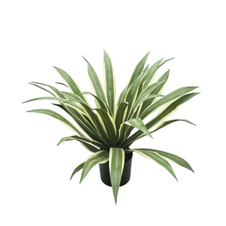 ΔΕΝΤΡΟ ΑΓΑΥΗ ΠΡΑΣΙΝΟ ΣΕ ΓΛΑΣΤΡΑ - 70cm 2/ΚΙΒ – Δίνει premium χαρακτήρα στο περιβάλλον | iroots.gr