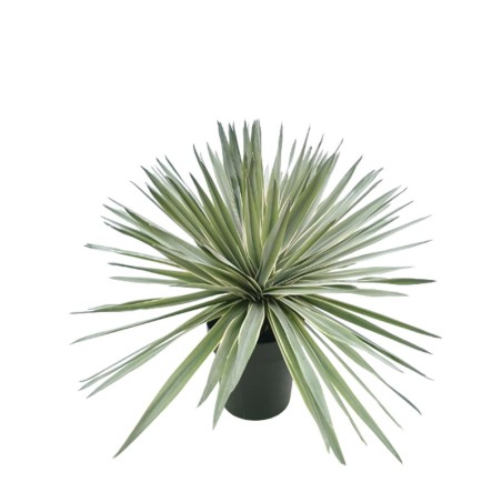 ΦΥΤΟ ΣΙΣΑΛ ΜΙΝΙ ΣΕ ΓΛΑΣΤΡΑ ΠΡΑΣΙΝΟ - Φ68x58cm 4/ΚΙΒ – Δίνει premium χαρακτήρα στο περιβάλλον | iroots.gr