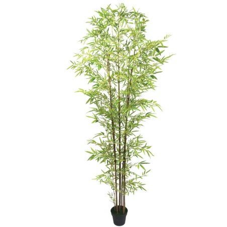 ΔΕΝΤΡΟ ΜΠΑΜΠΟΥ REAL TOUCH ΣΕ ΓΛΑΣΤΡΑ - Y300cm 2/ΚΙΒ – Αναβαθμίζει άμεσα τον χώρο σου | iroots.gr