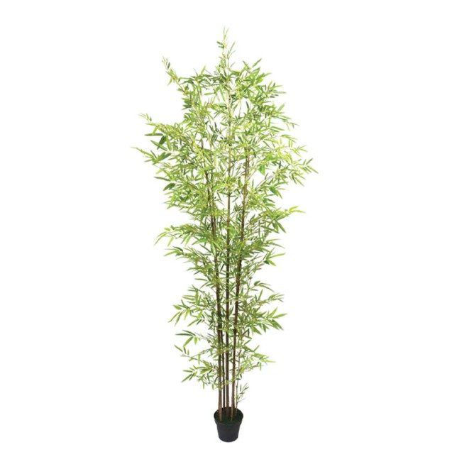 ΔΕΝΤΡΟ ΜΠΑΜΠΟΥ REAL TOUCH ΣΕ ΓΛΑΣΤΡΑ - Y270cm 2/ΚΙΒ – Ταιριάζει σε κάθε μοντέρνο ή επαγγελματικό χώρο | iroots.gr