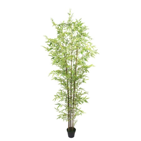 ΔΕΝΤΡΟ ΜΠΑΜΠΟΥ REAL TOUCH ΣΕ ΓΛΑΣΤΡΑ - Y270cm 2/ΚΙΒ – Ταιριάζει σε κάθε μοντέρνο ή επαγγελματικό χώρο | iroots.gr
