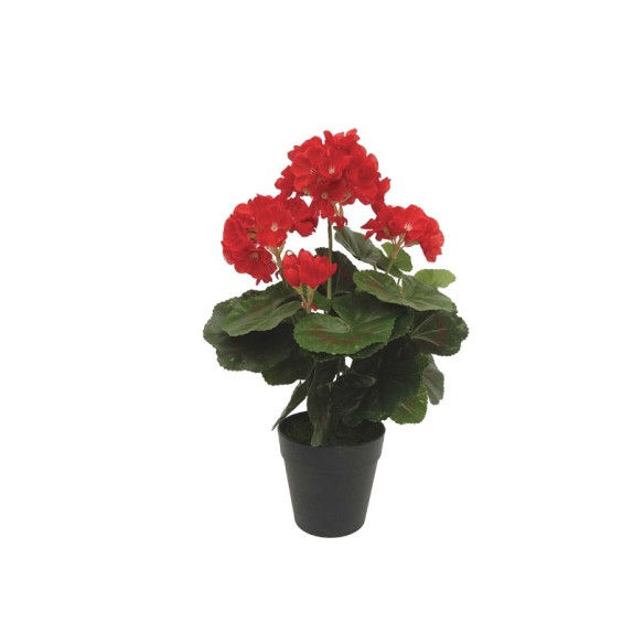 ΓΕΡΑΝΙΟ ΦΥΤΟ ΣΕ ΓΛΑΣΤΡΑ ΚΟΚΚΙΝΟ - Φ23x35cm 6/24ΚΙΒ – Ταιριάζει σε κάθε μοντέρνο ή επαγγελματικό χώρο | iroots.gr