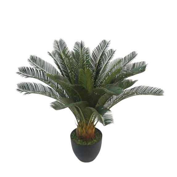 ΔΕΝΤΡΟ ΚΥΚΑΣ ΣΕ ΓΛΑΣΤΡΑ - Y72cm 4/ΚΙΒ – Προσφέρει μοναδική αισθητική | iroots.gr