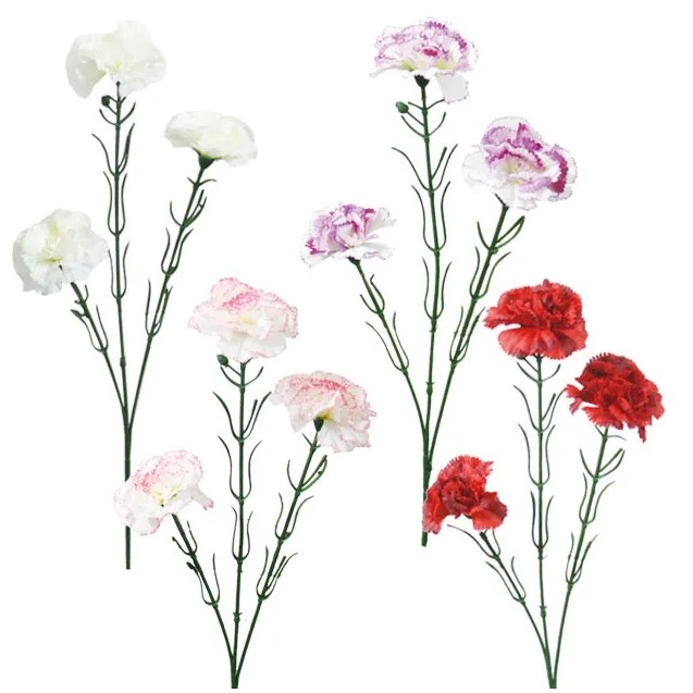 ΚΛΑΔΙ ΓΑΡΥΦΑΛΛΟ ASS (4 ΧΡΩΜΑΤΑ) X3 Υ65cm 24/288ΚΙΒ – Αναβαθμίζει άμεσα τον χώρο σου | iroots.gr