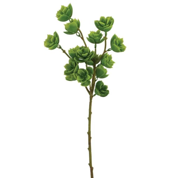 ΚΛΑΔΙ ΠΡΑΣΙΝΟ ΠΑΧΥΦΥΤΟ Y53cm 60/240KIB – Προσφέρει μοναδική αισθητική | iroots.gr