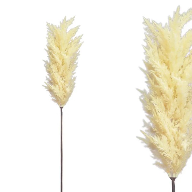 ΚΛΑΔΙ ΠΑΜΠΑΣ ΚΟΡΤΑΔΕΡΙΑ ΕΚΡΟΥ - Y86cm 12/144ΚIB – Αναβαθμίζει άμεσα τον χώρο σου | iroots.gr