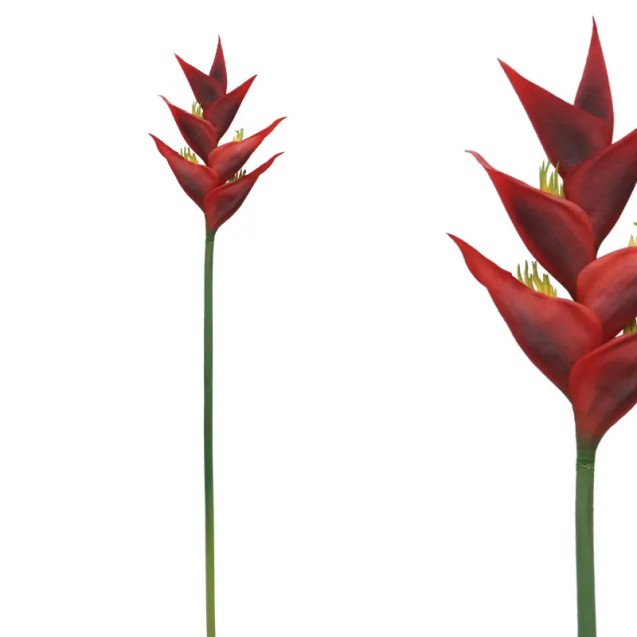 ΚΛΑΔΙ ΕΛΙΚΟΝΙΑ ΚΟΚΚΙΝΟ - Y91cm 12/96ΚIB – Δίνει premium χαρακτήρα στο περιβάλλον | iroots.gr