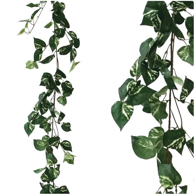 ΓΙΡΛΑΝΤΑ ΠΟΘΟΣ ΔΙΧΡΩΜΟΣ Υ170cm 1/100ΚΙΒ – Ταιριάζει σε κάθε μοντέρνο ή επαγγελματικό χώρο | iroots.gr