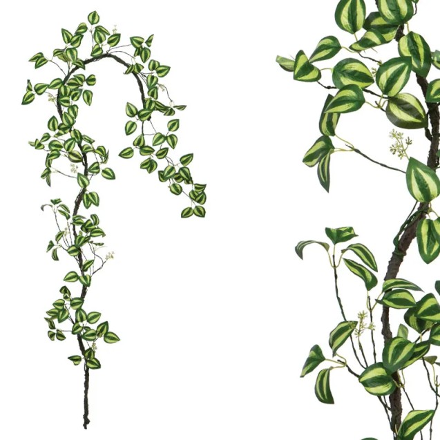 ΓΙΡΛΑΝΤΑ ΚΛΑΡΑ ΜΕ ΔΙΧΡΩΜΑ ΠΡΑΣΙΝΑ ΦΥΛΛΑ - Υ240cm 120/ΚΙΒ – Αναβαθμίζει άμεσα τον χώρο σου | iroots.gr