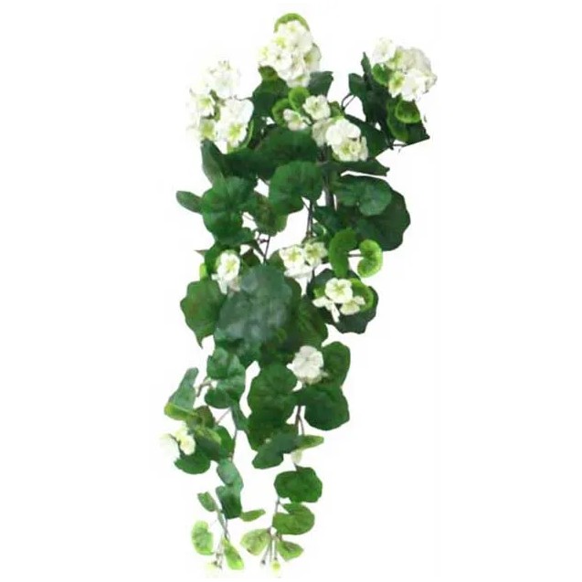 ΡΙΖΑ ΒΙΓΟΝΙΑ ΕΚΡΟΥ Y75cm. 6/48ΚΙΒ