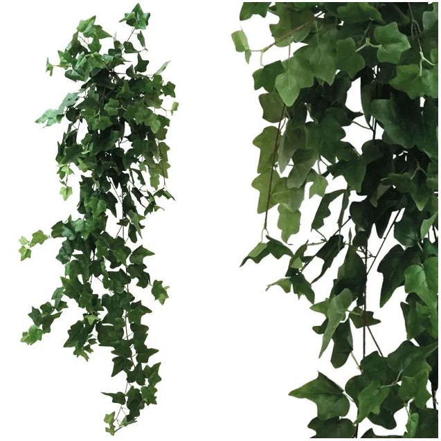 ΡΙΖΑ ΚΡΕΜΑΣΤΗ ΚΙΣΣΟΣ ΠΡΑΣΙΝΟΣ Y130cm 1/50KIB