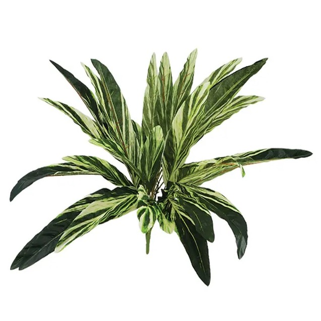 ΡΙΖΑ ΦΥΛΛΟ ΔΡΑΚΑΙΝΑΣ Y58cm 24/144KIB