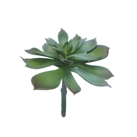 ΡΙΖΑ ΠΑΧΥΦΥΤΟ ΕΧΕΒΕΡΙΑ ΠΡΑΣΙΝΟ/ΜΩΒ - Υ14cm 24/288ΚΙΒ – Αναβαθμίζει άμεσα τον χώρο σου | iroots.gr