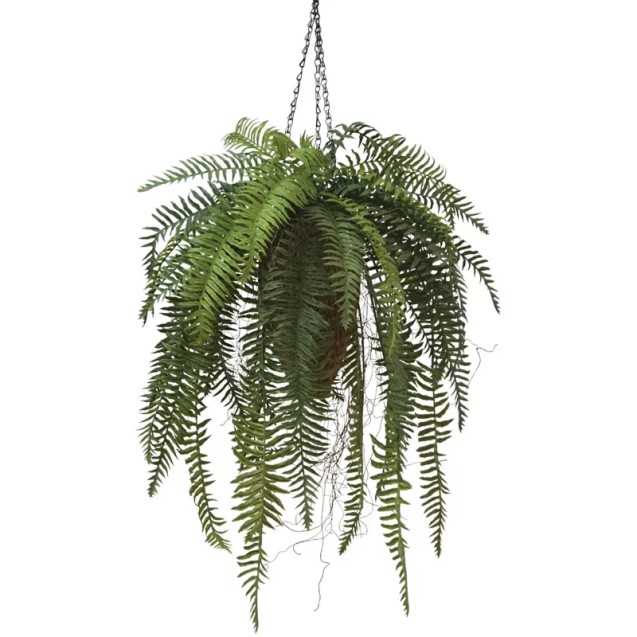 ΦΤΕΡΗ ΘΑΜΝΟΣ ΣΕ ΚΑΛΑΘΙ ΚΡΕΜΑΣΤΟ - Υ97cm 12/KΙΒ – Ταιριάζει σε κάθε μοντέρνο ή επαγγελματικό χώρο | iroots.gr