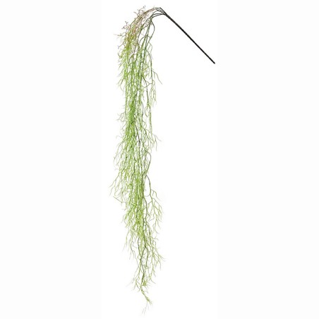 ΡΙΖΑ ΚΡΕΜΑΣΤΗ ΑΕΡΟΦΥΤΟ ΛΑΧΑΝΙ - Y138cm 36/144ΚΙΒ – Δημιουργεί αίσθηση πολυτέλειας χωρίς κόπο | iroots.gr