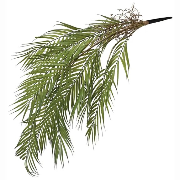 ΡΙΖΑ ΚΡΕΜΑΣΤΗ ΚΕΝΤΙΑ ΠΡΑΣΙΝΟ - Υ94cm 36/144ΚΙΒ – Προσφέρει μοναδική αισθητική | iroots.gr