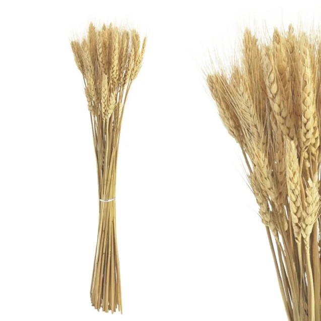 ΚΛΑΔΙ ΛΕΥΚΟ ΣΤΑΧΥ ΑΠΟΞΗΡΑΜΕΝΟ ~50ΤΕΜ/ΜΑΤΣΟ - Υ73cm 1/150ΚΙΒ – Δίνει premium χαρακτήρα στο περιβάλλον | iroots.gr