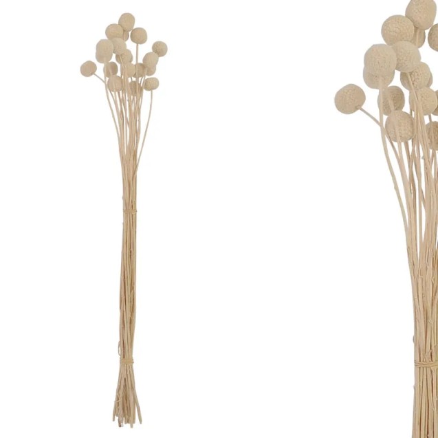 ΑΠΟΞΗΡΑΜΕΝΟ ΚΟΥΜΠΙ-ΜΠΑΛΑΚΙ ΕΚΡΟΥ - Y65cm (ΜΑΤΣAKI ~16τεμ.) – Προσφέρει μοναδική αισθητική | iroots.gr