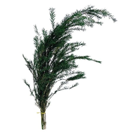 ΚΛΑΔΙ ΠΡΑΣΙΝΟ ΜΕΛΑΛΕΥΚΗ ΑΠΟΞΗΡΑΜΕΝΟ 3~6ΤΜΧ/ΜΑΤΣΟ Υ76~86cm, 66~76cm ΤΟ ΑΝΘΟΣ-150/ΚΙΒ – Δημιουργεί αίσθηση πολυτέλειας χωρίς κόπο 