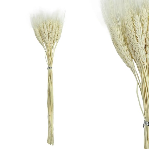 ΚΛΑΔΙ ΕΚΡΟΥ ΣΤΑΧΥ ΑΠΟΞΗΡΑΜΕΝΟ 50~60ΤΜΧ/ΜΑΤΣΟ Υ67~77cm, 15~18cm ΤΟ ΑΝΘΟΣ- 120/ΚΙΒ – Δημιουργεί αίσθηση πολυτέλειας χωρίς κόπο | i