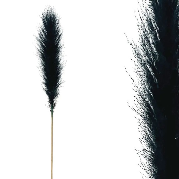 ΚΛΑΔΙ ΜΑΥΡΟ ΠΑΜΠΑΣ ΑΠΟΞΗΡΑΜΕΝΟ 10TMX/ΜΑΤΣΟ Y140~150cm, 70~80cm ΤΟ ΑΝΘΟΣ 25/ΚΙΒ – Προσφέρει μοναδική αισθητική | iroots.gr