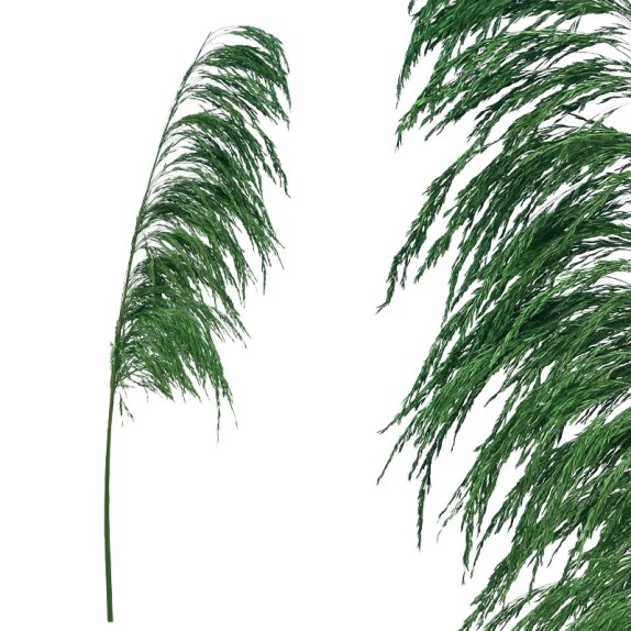 ΚΛΑΔΙ ΠΡΑΣΙΝΟ ΠΑΜΠΑΣ ΑΠΟΞΗΡΑΜΕΝΟ 1TMX Υ145~150cm,70~88cm ΤΟ ΑΝΘΟΣ-250/ΚΙΒ – Δίνει premium χαρακτήρα στο περιβάλλον | iroots.gr