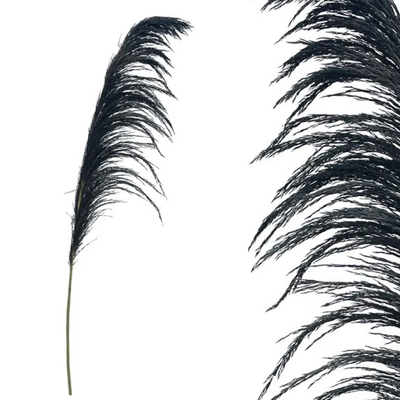 ΚΛΑΔΙ ΜΑΥΡΟ ΠΑΜΠΑΣ ΑΠΟΞΗΡΑΜΕΝΟ 1TMX Υ145~150cm,70~88cm ΤΟ ΑΝΘΟΣ-250/ΚΙΒ – Δίνει premium χαρακτήρα στο περιβάλλον | iroots.gr