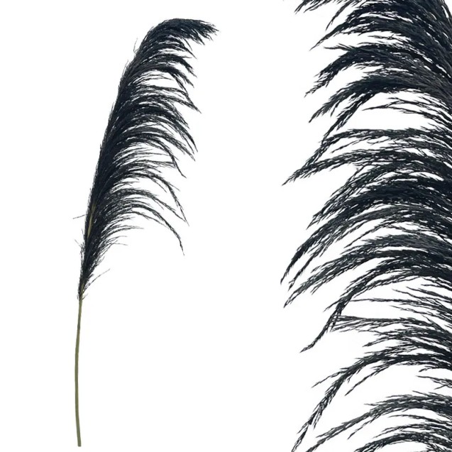 ΚΛΑΔΙ ΜΑΥΡΟ ΠΑΜΠΑΣ ΑΠΟΞΗΡΑΜΕΝΟ 1TMX Υ145~150cm,70~88cm ΤΟ ΑΝΘΟΣ-250/ΚΙΒ – Δίνει premium χαρακτήρα στο περιβάλλον | iroots.gr