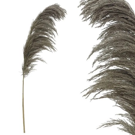 ΚΛΑΔΙ ΚΑΦΕ ΦΥΣΙΚΟ ΠΑΜΠΑΣ ΑΠΟΞΗΡΑΜΕΝΟ 1TMX Υ145~150cm,70~88cm ΤΟ ΑΝΘΟΣ-250/ΚΙΒ – Δημιουργεί αίσθηση πολυτέλειας χωρίς κόπο | iroo