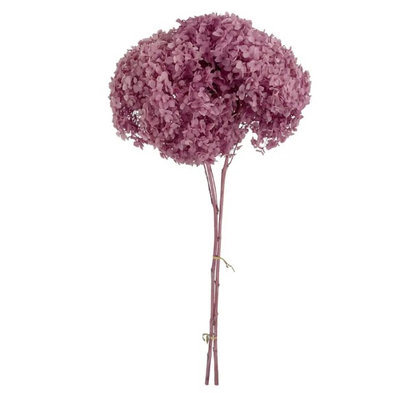 ΚΛΑΔΙ ΡΟΖ ΟΡΤΑΝΣΙΑ ΑΠΟΞΗΡΑΜΕΝΟ 1~2TMX/ΜΑΤΣΟ Φ25~27 x Y50~60cm, 42~52cm ΤΟ ΑΝΘΟΣ 30/ΚΙΒ – Προσφέρει μοναδική αισθητική | iroots.g