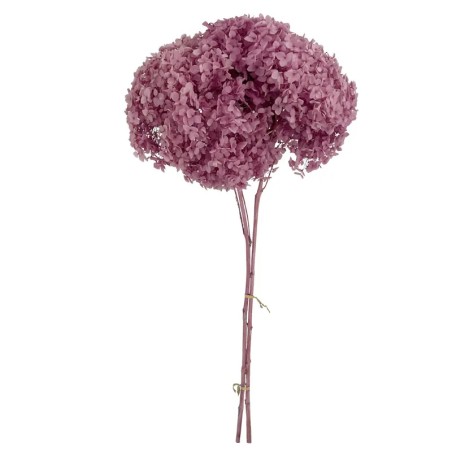 ΚΛΑΔΙ ΡΟΖ ΟΡΤΑΝΣΙΑ ΑΠΟΞΗΡΑΜΕΝΟ 1~2TMX/ΜΑΤΣΟ Φ25~27 x Y50~60cm, 42~52cm ΤΟ ΑΝΘΟΣ 30/ΚΙΒ – Προσφέρει μοναδική αισθητική | iroots.g