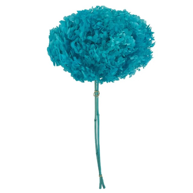 ΚΛΑΔΙ KYANO ΟΡΤΑΝΣΙΑ ΑΠΟΞΗΡΑΜΕΝΟ 1~2TMX/ΜΑΤΣΟ Φ25~27 x Y50~60cm, 42~52cm ΤΟ ΑΝΘΟΣ 30/ΚΙΒ – Προσφέρει μοναδική αισθητική | iroots