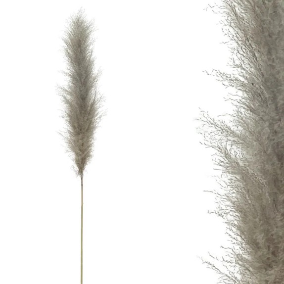 ΚΛΑΔΙ ΓΚΡΙ ΦΥΣΙΚΟ ΠΑΜΠΑΣ ΑΠΟΞΗΡΑΜΕΝΟ 1TMX Y140~150cm, 70~80cm ΤΟ ΑΝΘΟΣ 250/ΚΙΒ – Προσφέρει μοναδική αισθητική | iroots.gr