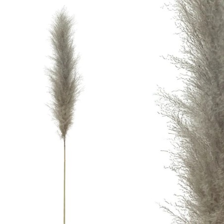 ΚΛΑΔΙ ΓΚΡΙ ΦΥΣΙΚΟ ΠΑΜΠΑΣ ΑΠΟΞΗΡΑΜΕΝΟ 1TMX Y140~150cm, 70~80cm ΤΟ ΑΝΘΟΣ 250/ΚΙΒ – Προσφέρει μοναδική αισθητική | iroots.gr