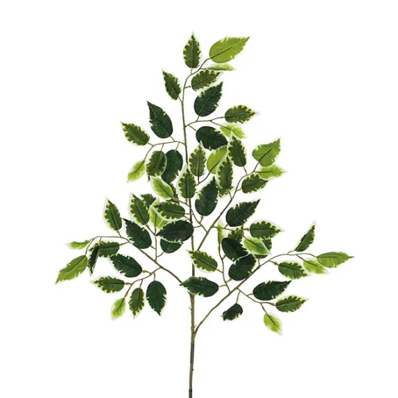 ΚΛΑΔΙ ΔΙΧΡΩΜΟ ΜΠΕΝΖΑΜΙΝ Υ65cm 48/480ΚΙΒ – Δίνει premium χαρακτήρα στο περιβάλλον | iroots.gr