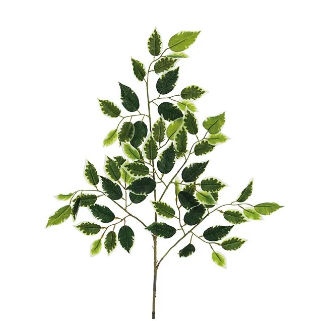 ΚΛΑΔΙ ΔΙΧΡΩΜΟ ΜΠΕΝΖΑΜΙΝ Υ65cm 48/480ΚΙΒ