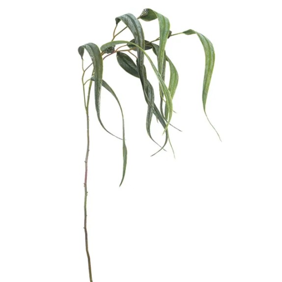 ΚΛΑΔΙ ΕΥΚΑΛΥΠΤΟΣ ΣΠΡΕΪ REAL TOUCH L:30xH:82cm 24/240ΚΙΒ – Αναβαθμίζει άμεσα τον χώρο σου | iroots.gr