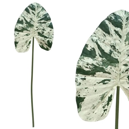 ΚΛΑΔΙ ΦΥΛΛΟ ΚΟΛΟΚΑΣΙΑ ΠΡΑΣΙΝΟ/ΛΕΥΚΟ REAL TOUCH - Y150cm 12/96KIB – Ταιριάζει σε κάθε μοντέρνο ή επαγγελματικό χώρο | iroots.gr