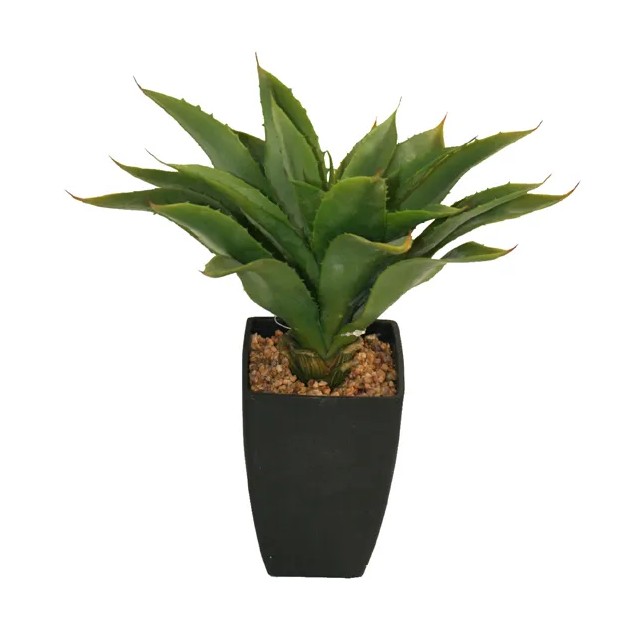 ΦΥΤΟ ΑΓΑΥΗ ΣΕ ΠΛΑΣΤΙΚΟ ΚΑΣΠΩ Υ30cm 6/48ΚIB – Προσφέρει μοναδική αισθητική | iroots.gr