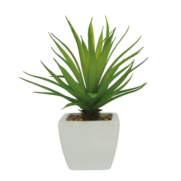 ΚΑΚΤΟΣ ΣΕ ΚΕΡΑΜΙΚΟ ΛΕΥΚΟ ΚΑΣΠΩ - Υ20cm 6/72ΚΙΒ – Δίνει premium χαρακτήρα στο περιβάλλον | iroots.gr