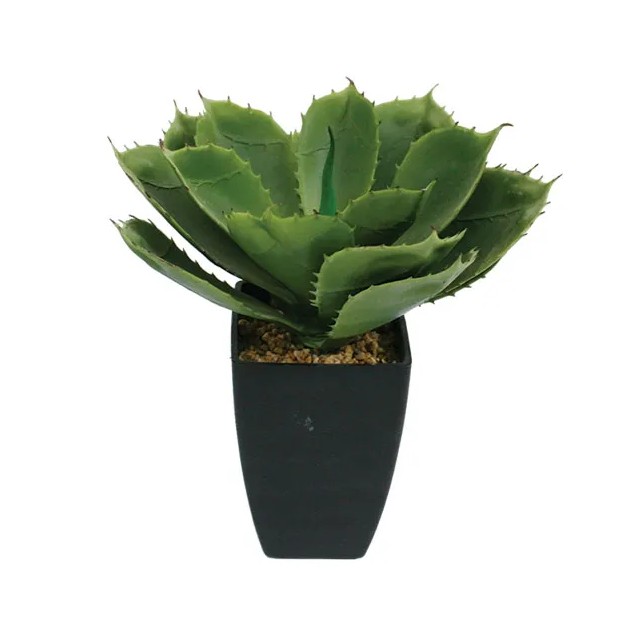 ΦΥΤΟ ΑΛΟΗ ΣΕ ΠΛΑΣΤΙΚΟ ΚΑΣΠΩ Υ26cm 6/48ΚΙΒ – Αναβαθμίζει άμεσα τον χώρο σου | iroots.gr