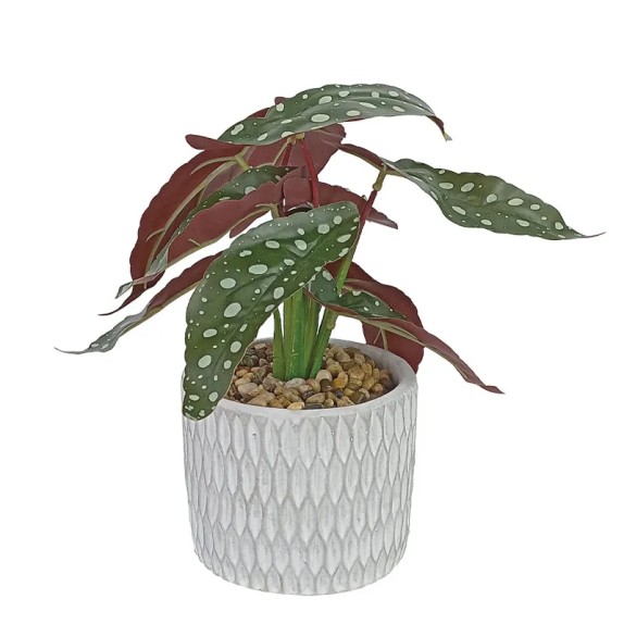 ΦΥΤΟ ΦΥΛΛΟ ΒΙΓΩΝΙΑ ΣΕ ΠΗΛΙΝΟ ΚΑΣΠΩ - Υ28cm 1/24ΚΙΒ – Αναβαθμίζει άμεσα τον χώρο σου | iroots.gr