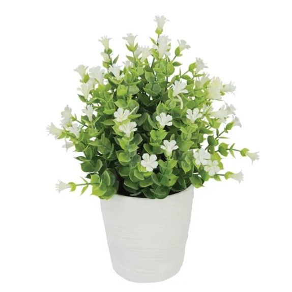 ΓΛΑΣΤΡΑΚΙ ΜΕ ΦΥΤΟ ΕΥΚΑΛΥΠΤΟΣ ΑΝΘΑΚΙ ΛΕΥΚΟ Φ11x27cm 1/36ΚΙΒ – Αναβαθμίζει άμεσα τον χώρο σου | iroots.gr