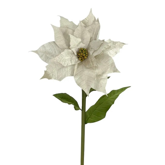 ΚΛΑΔΙ ΑΛΕΞΑΝΔΡΙΝΟ ΓΙΓΑΣ ΣΑΜΠΑΝΙ ΒΕΛΟΥΔO - XL: Φ45x110cm 6/12KIB – Αναβαθμίζει άμεσα τον χώρο σου | iroots.gr