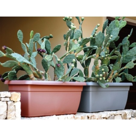 Ζαρντινιέρα πλαστική Giunone χρώματος καφέ terracotta – Προσφέρει μοναδική αισθητική | iroots.gr