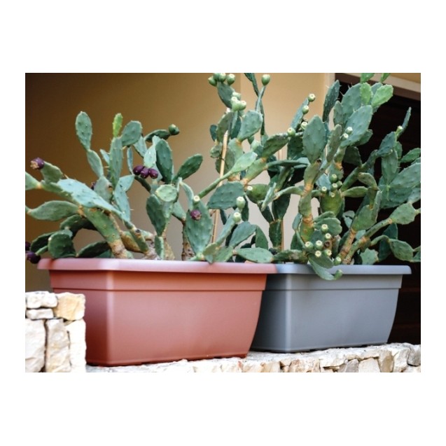 Πιάτο για ζαρντινιέρα πλαστική Giunone χρώματος καφέ terracotta – Αναβαθμίζει άμεσα τον χώρο σου | iroots.gr