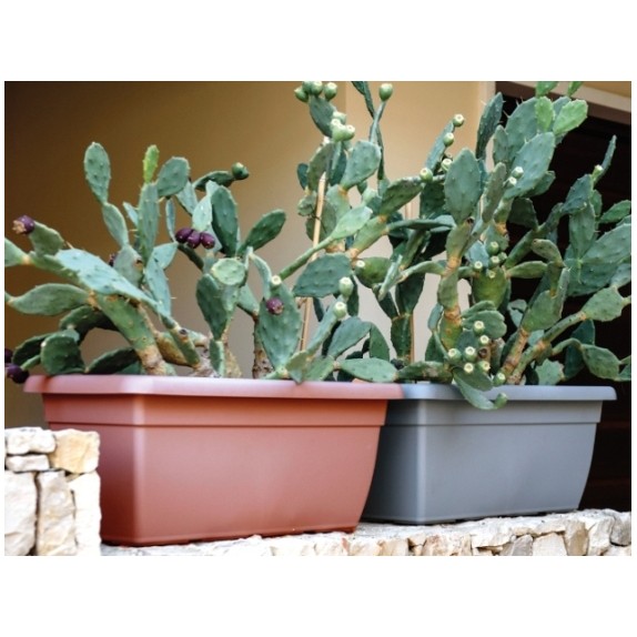 Πιάτο για ζαρντινιέρα πλαστική Giunone χρώματος ανθρακί – Ταιριάζει σε κάθε μοντέρνο ή επαγγελματικό χώρο | iroots.gr