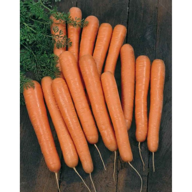 Καρότο Bolero Vilmorin F1 N40441 100.000 σπόρων – Ταιριάζει σε κάθε μοντέρνο ή επαγγελματικό χώρο | iroots.gr