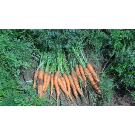 Καρότο Subito Vilmorin F1 100.000 σπόρων – Δημιουργεί αίσθηση πολυτέλειας χωρίς κόπο | iroots.gr