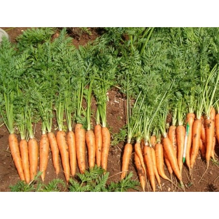 Καρότο Exelso Vilmorin F1 100.000 σπόρων – Ταιριάζει σε κάθε μοντέρνο ή επαγγελματικό χώρο | iroots.gr